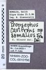 Etiketten zu Paracrepidomenus filiformis (NHMW-ZOO-COL-0010196)